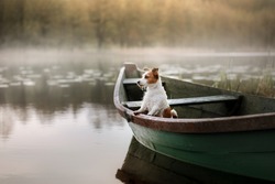 Small dog in a wooden boat on the lake. Breed Jack Russell Terrier