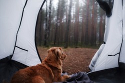dog in a tent in the forest. travel with the pet. Nova Scotia Duck Tolling Retriever. adventure dog
