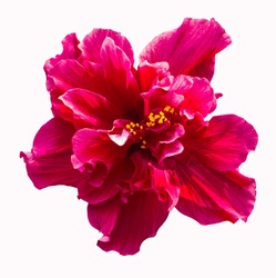 A big red hibiscus flower isolated on white background