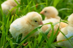 yellow chicks on green grass