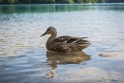 duck floating on the surface of a lake in Croatia
