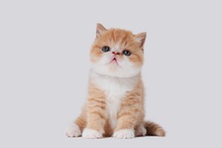 white and orange young exotic persian cat on isolated white background