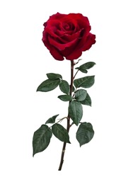 Dark red rose with green leaves isolated on white background