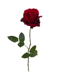 Dark red rose isolated on white background