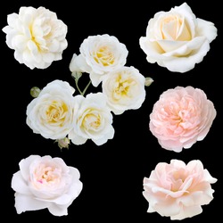 collage of white roses isolated on black background
