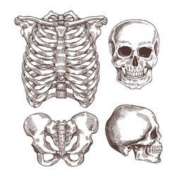 Human skeleton engraved set. Rib cage, skull. Vector illustration