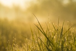 Morning dew on fresh grass in sunrise yellow light. Nature background. Shallow DOF. Purity and freshness of nature concept. Lush meadow grass with dew drops in morning light in spring summer outdoors
