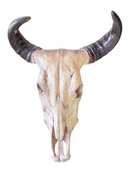 Animal Skull with Horns - Free Stock Photo by Diableria Res Satanae on ...