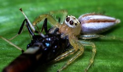 
Two striped jumper spider praying a insect. Two striped jumper spider eating insect. Spider macro image. Spider closeup photo. Macro Photography.
