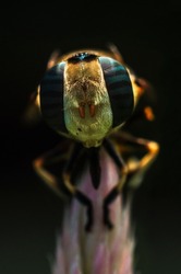 Hoverfly macro image. hoverfly compound eyes. Extreme closeup image. macro photo. 