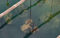 Green Mussels hang on rope in mussels farm for nursery in Phuket,Thailand.