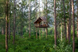 To build a Platform hung or tree house on a trees in KuiBuri National park in Thailand.