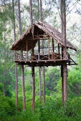To build a Platform hung or tree house on a trees in KuiBuri National park in Thailand.