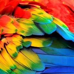 Red Yellow and Blue feathers of Scarlet Macaw bird with beautiful colors profile