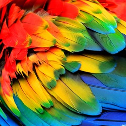 The colorful of puffy Scarlet Macaw bird's feathers with red orange yellow and blue shades