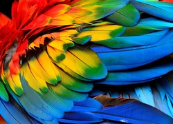 Colorful of Scarlet macaw bird's feathers with red yellow orange and blue shades, exotic nature background and texture