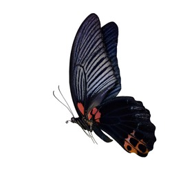 Great Mormon (Papilio memnon) the large dark black butterfly in swallowtail family found in southern Asia, beautiful flying black butterfly with isolated on white background