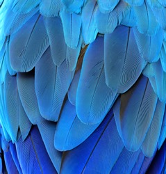 The blue texture of blue and gold macaw parrot's rump feathers, amazing background