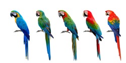Beautiful set of macaw parrot birds compilation, Scarlet, Green-winged, Harlequin, Buffon and Blue and Gold, exotic parrots collection