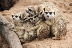 Meerkat Family are sunbathing.