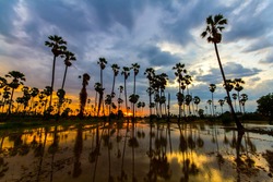Landscape silhouette sugar palm tree