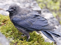 An old Raven, Corvus corax on the ground in close-up. Empetrum nigrum on the ground, creeper.