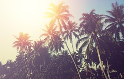 Palm tree sunset. Instagram effect (vintage)