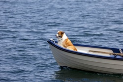 Dog in the front of a small boat