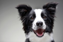 Portrait of an adorable Border Collie - isolated on grey background.
