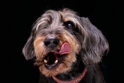 Portrait of an adorable half blind wired haired dachshund - isolated on black background.