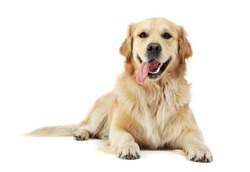 Studio shot of an adorable Golden retriever lying with hanging tongue - isolated on white background.