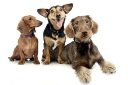 Studio shot of two adorable Dachshund and a mixed breed dog sitting on white background.