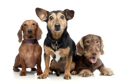 Studio shot of two adorable Dachshund and a mixed breed dog sitting on white background.
