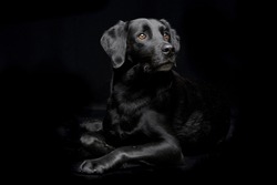 Studio shot of an adorable mixed breed dog sitting on black background.