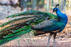 Indian peacock species