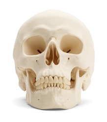 Front view of the human skull isolated on white background.