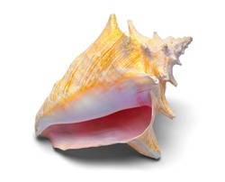 Large Conch Shell Cut Out on White.
