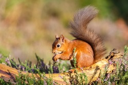 Red squirrel feeding in woodland, England