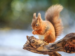Red squirrel feeding in Winter, County of Northumberland, England