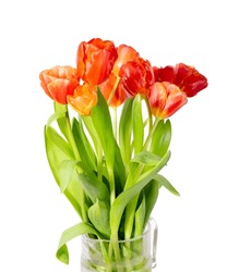 Bouquet of ginger tulips isolated on white background