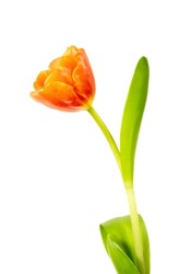 A single orange blooming tulip isolated on white background