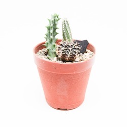 Small cactus in pot