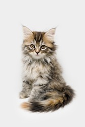 Tabby Maine Coon kitten isolated on white