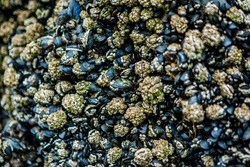 Annestown beach, County Waterford, Ireland - August 16, 2010: A lot of blue mussel on a rock at Annestown beach.