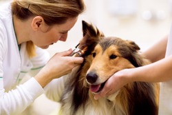Team of veterinarian check sick ear to sick dog with otoscope