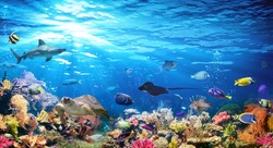 Underwater Scene With Coral Reef And Exotic Fishes
