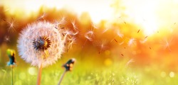 Dandelion In Field At Sunset - Freedom to Wish
