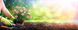 Gardening - Gardener Planting A Daisy In The Soil
