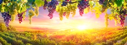 Bunches Of Grapes Hanging Vine Plant With Defocused Vineyard At Sunset