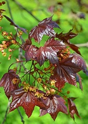 Flowering Norway maple, cultivar Crimson King (Acer platanoides L.)